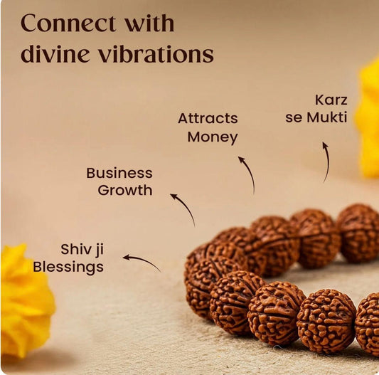 7 Mukhi Rudraksha Bracelet Orignal